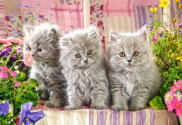 Billede af Three Grey Kittens