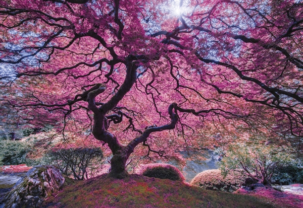 Billede af Pink Tree