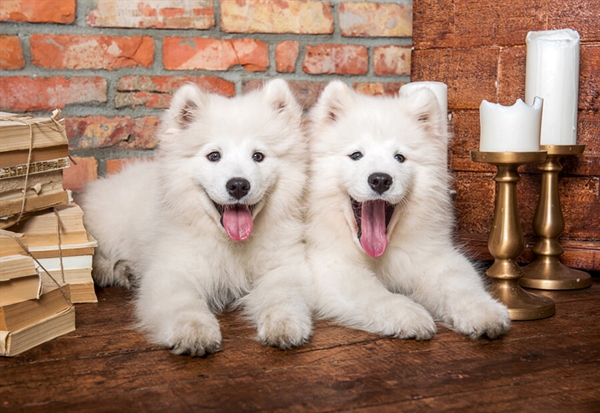 Billede af Samoyed Puppies Say Hello