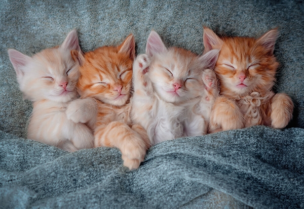 Billede af The Sweetest Kittens
