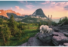 Alpine Goat with Baby