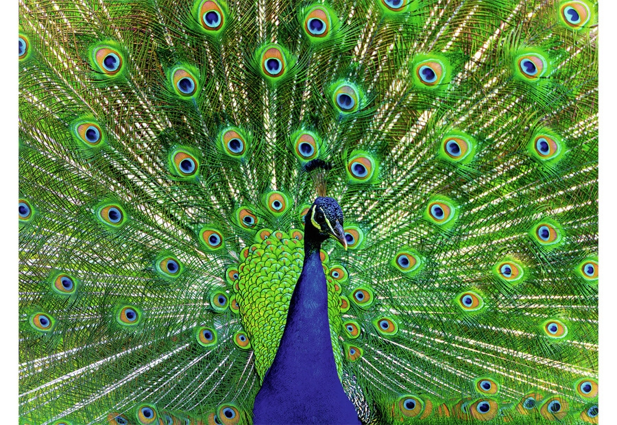 Peacock