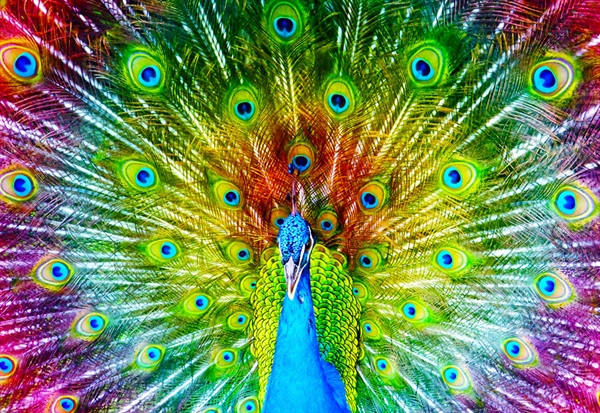 Se Colorful Peacock hos Puzzleshop