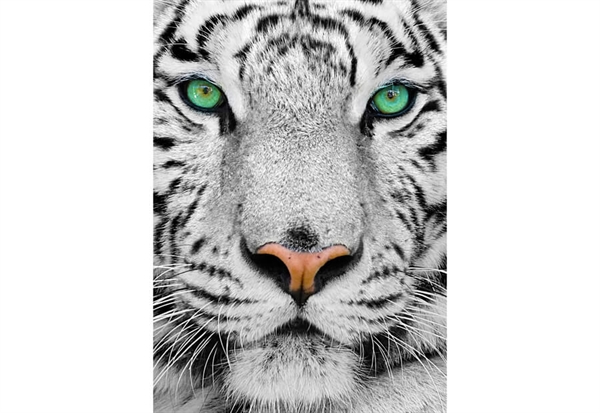 Billede af White Siberian Tiger