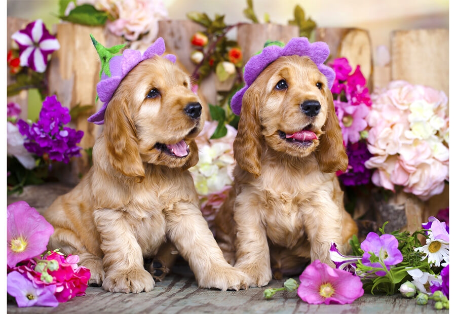 Spaniel Puppies with Flower Hats