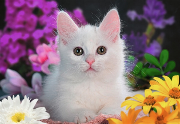 Billede af White Kitten (Glitter)