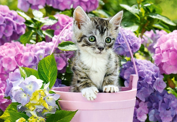 Billede af Kitten in Basket