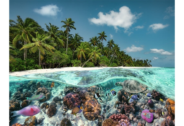 Billede af A Dive in the Maldives