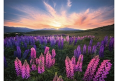 Lupins