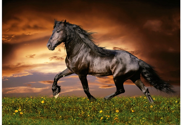 Billede af Trotting Horse