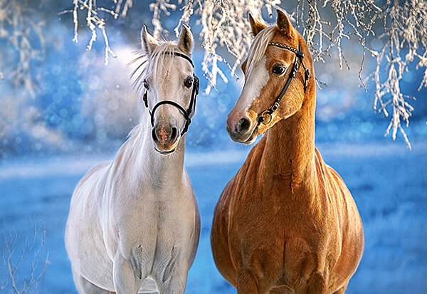 Billede af Winter Horses