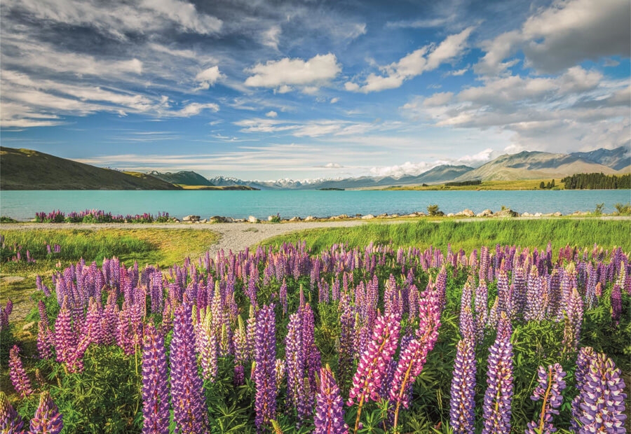 Lupins at Lake Tekapo