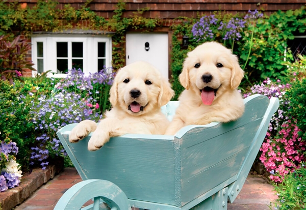 Billede af Puppies in a Wheelbarrow