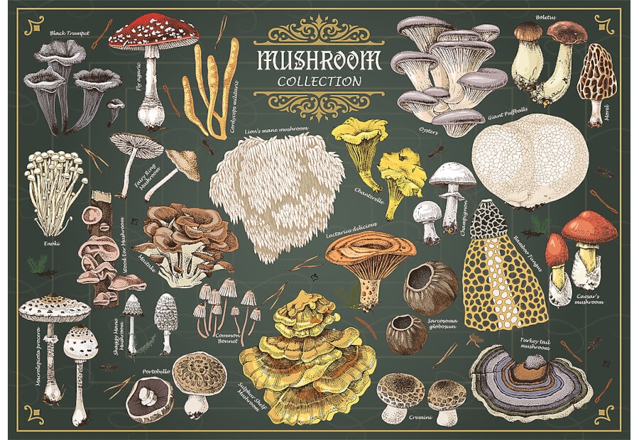 Finders Keepers: Mushrooms