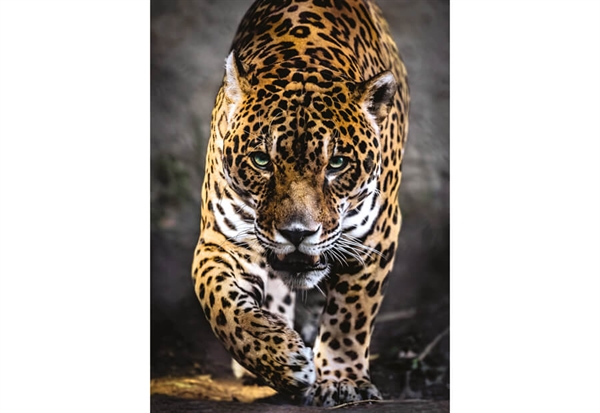 Billede af Walk of the Jaguar