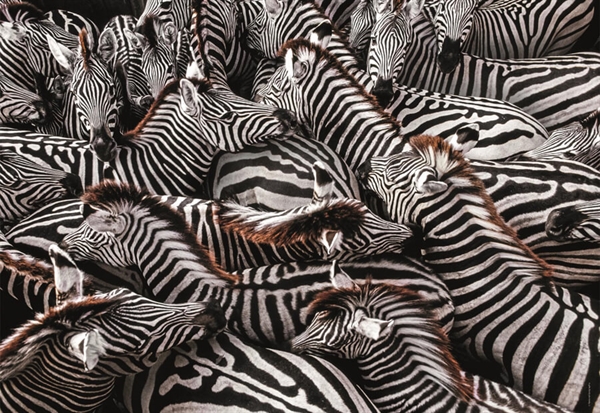 National Geographic - Zebras in Holding Pen