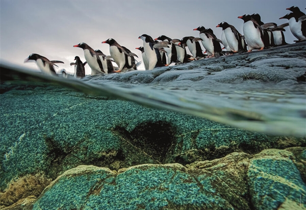 National Geographic - Gentoo Penguins Rush to the Sea