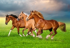 Horses in Spring Rush