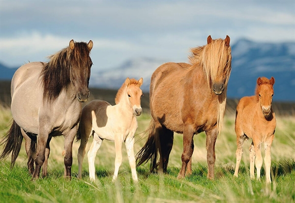 Billede af Family of Horses