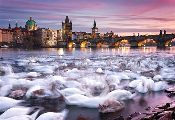 Billede af Prague Swans
