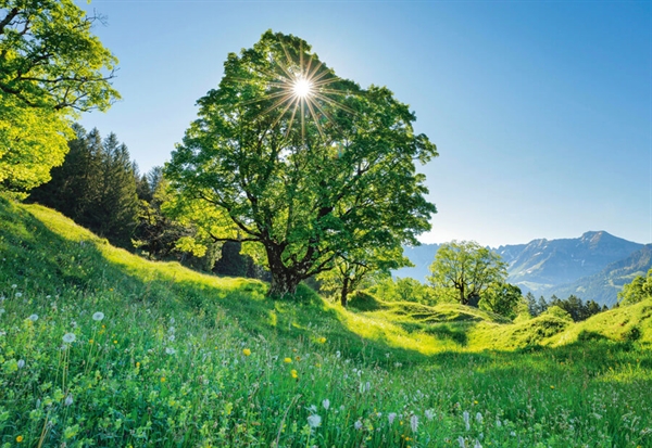 Billede af Sycamore Maple in the Sunlight - St. Gallen, Switzerland