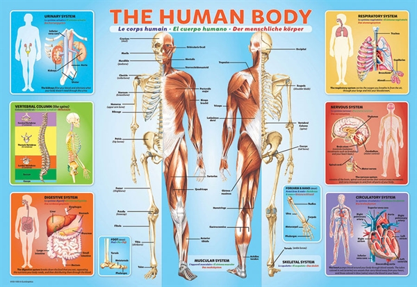 Se The Human Body hos Puzzleshop