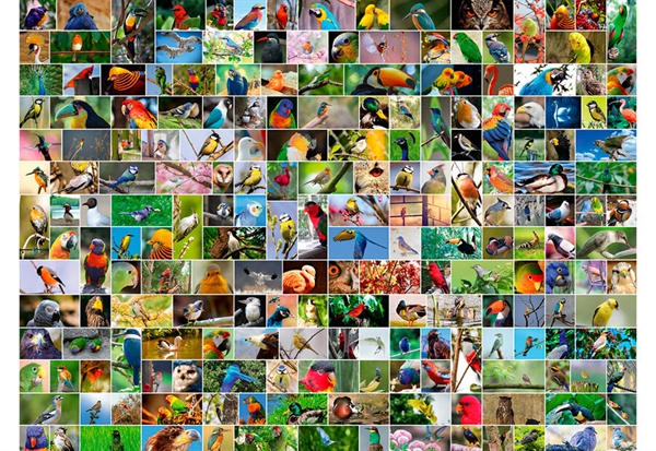 Se Collage - World's Most Beautiful Birds hos Puzzleshop